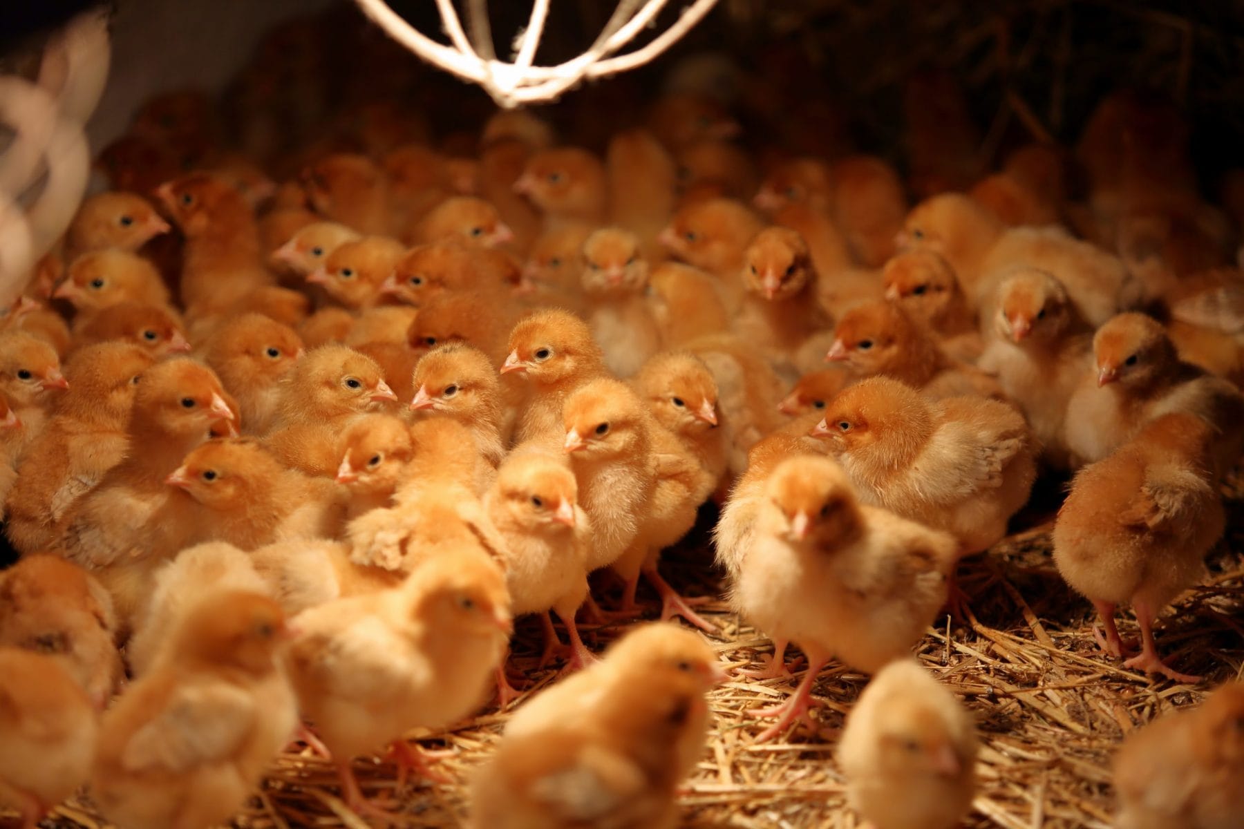 Getting Heated: Why Heat Lamps Outshine Brooder Plates for Mail-Order Poultry