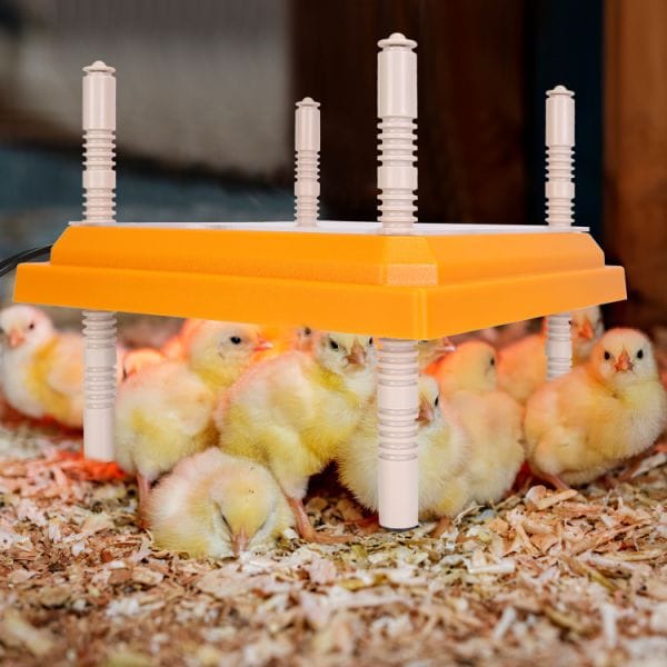 Getting Heated: Why Heat Lamps Outshine Brooder Plates for Mail-Order Poultry
