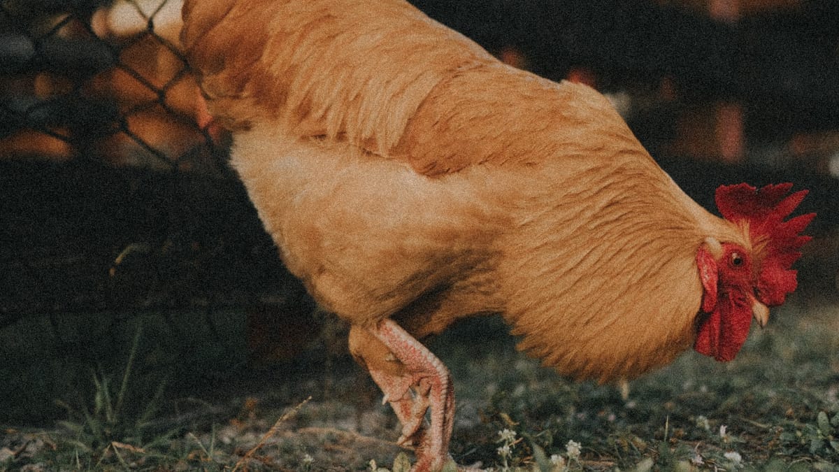 Cock-a-Doodle-Do's and Don'ts: Identifying a Rooster
